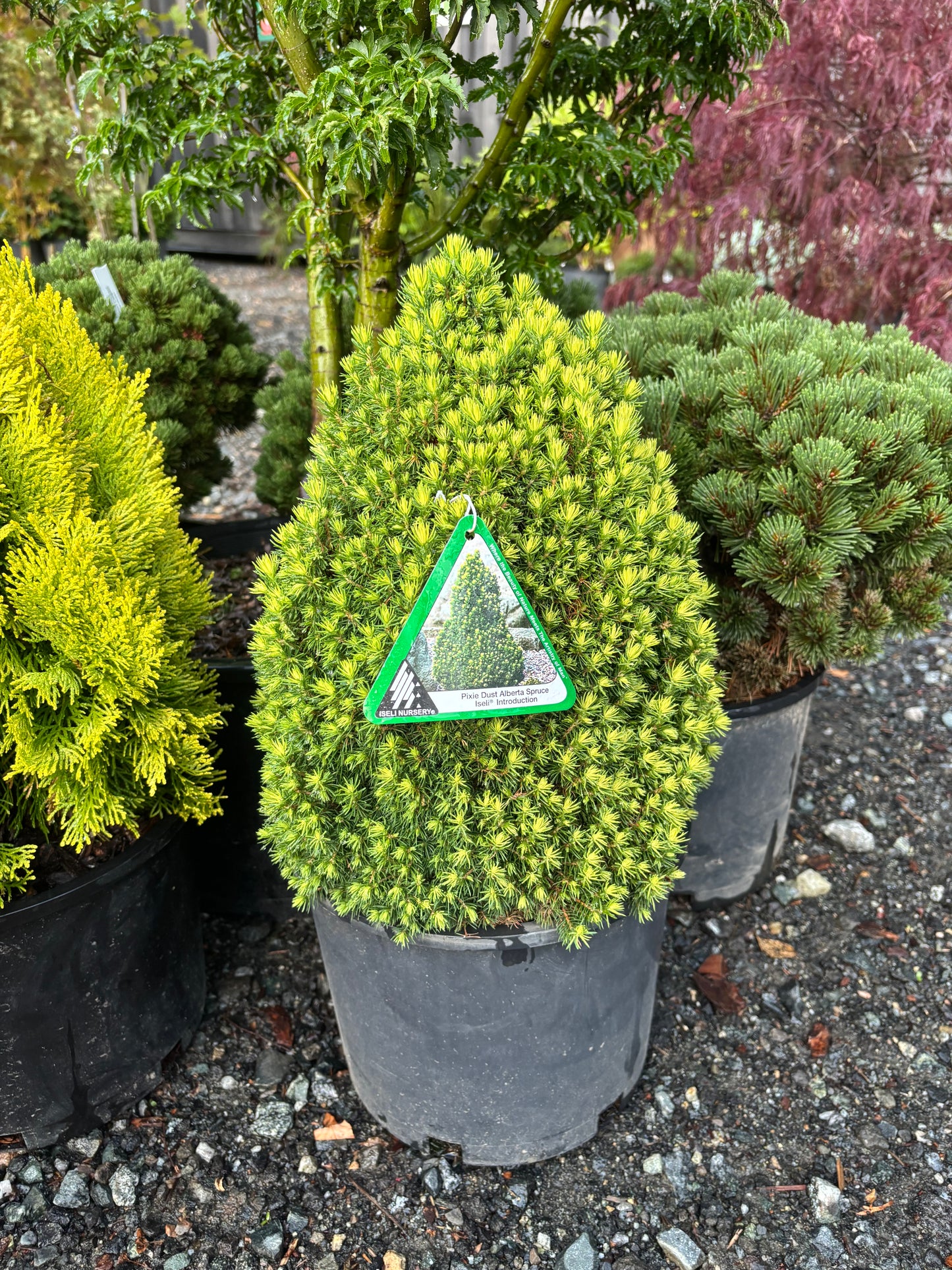 Picea glauca ‘Pixie Dust’