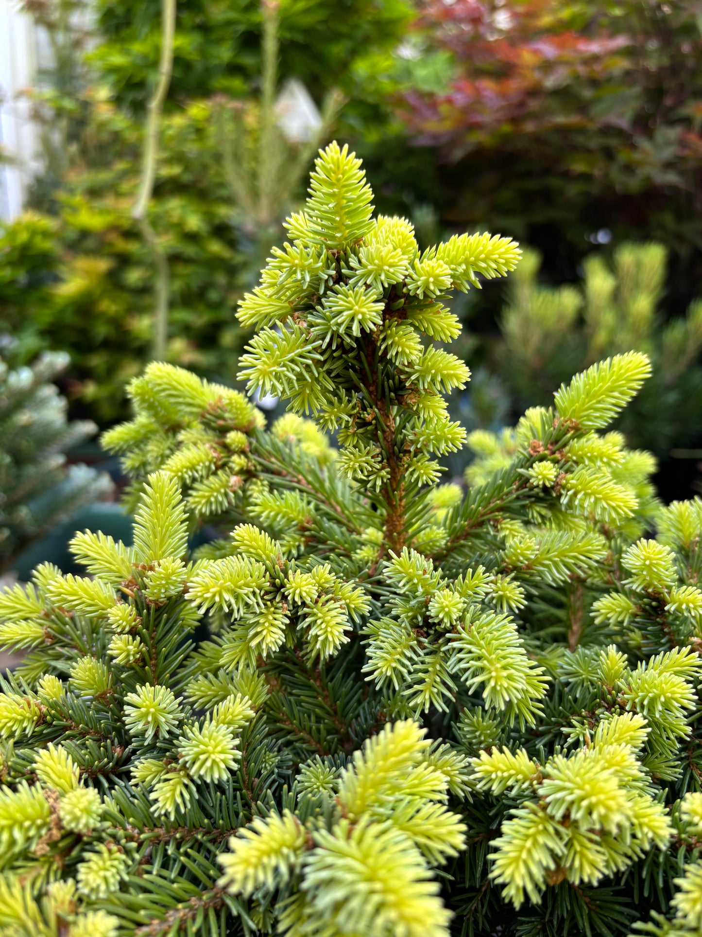Picea abies ‘Kellerman’s Blue Cameo’