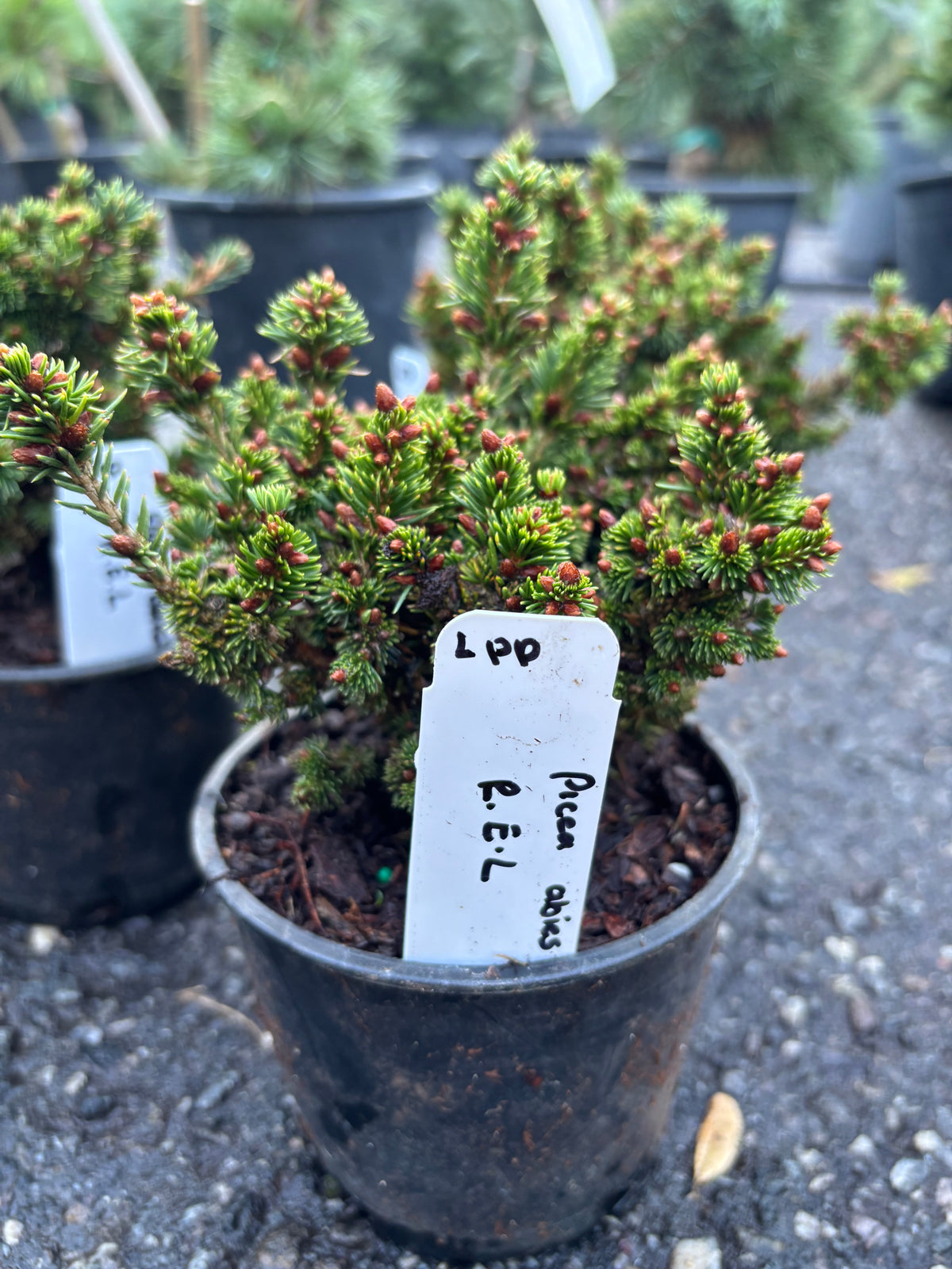 R.E.L. Norway Spruce