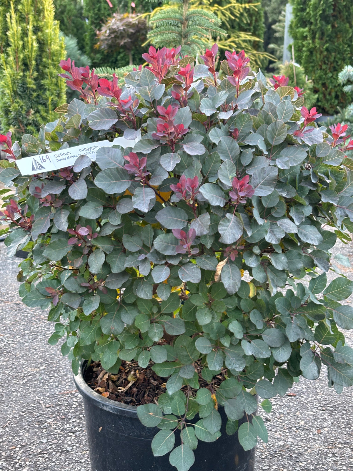 Dusky Maiden Smoke Bush (Cotinus coggygria)