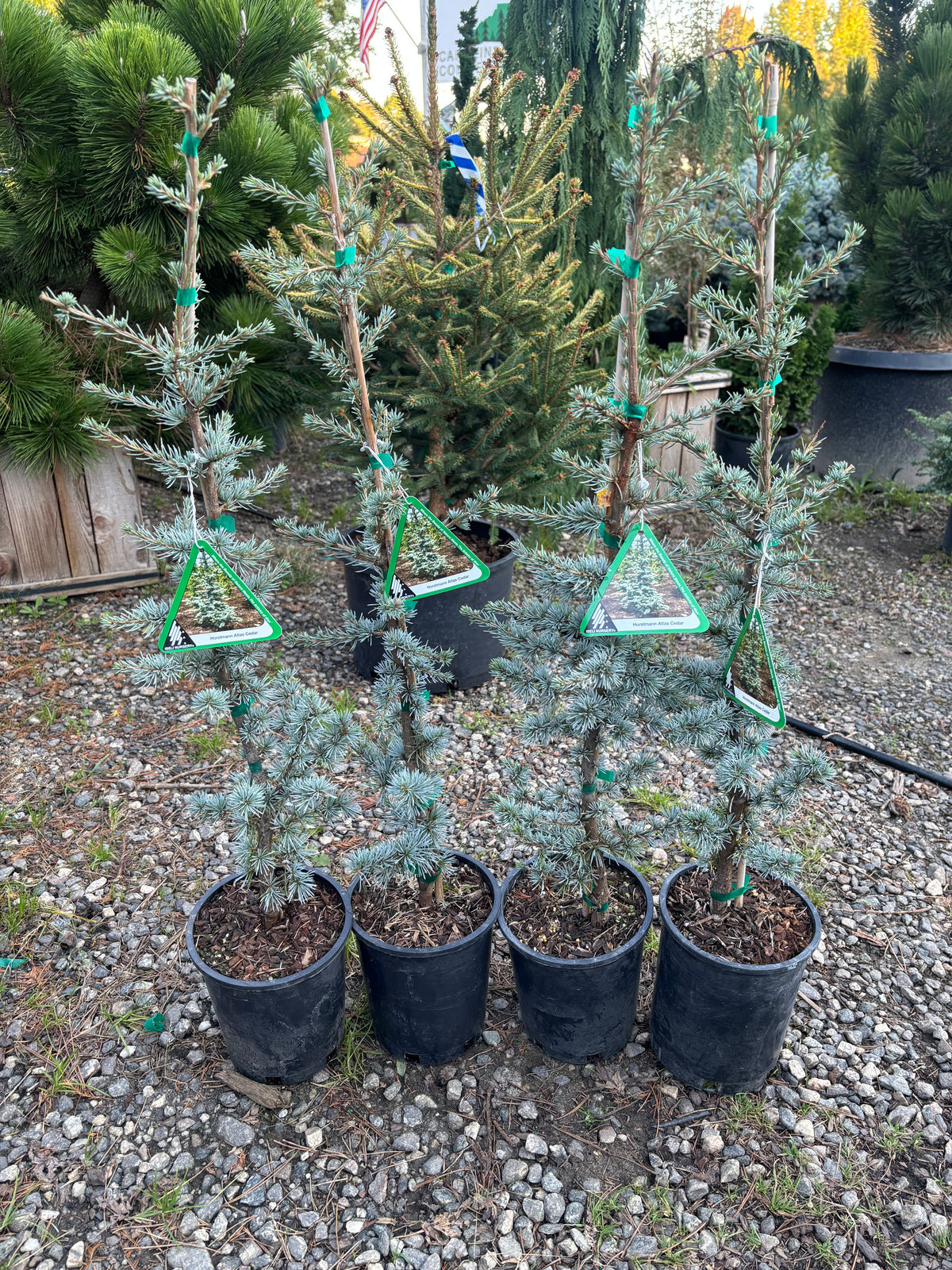 Horstmann Atlas Cedar