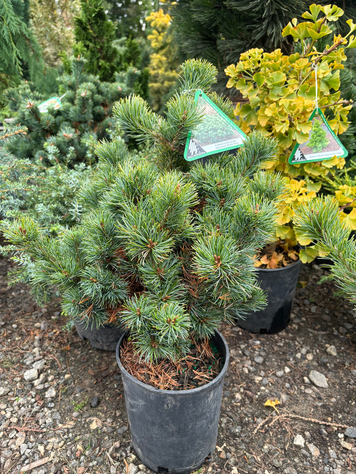 Pinus parviflora ‘Catherine Elizabeth’