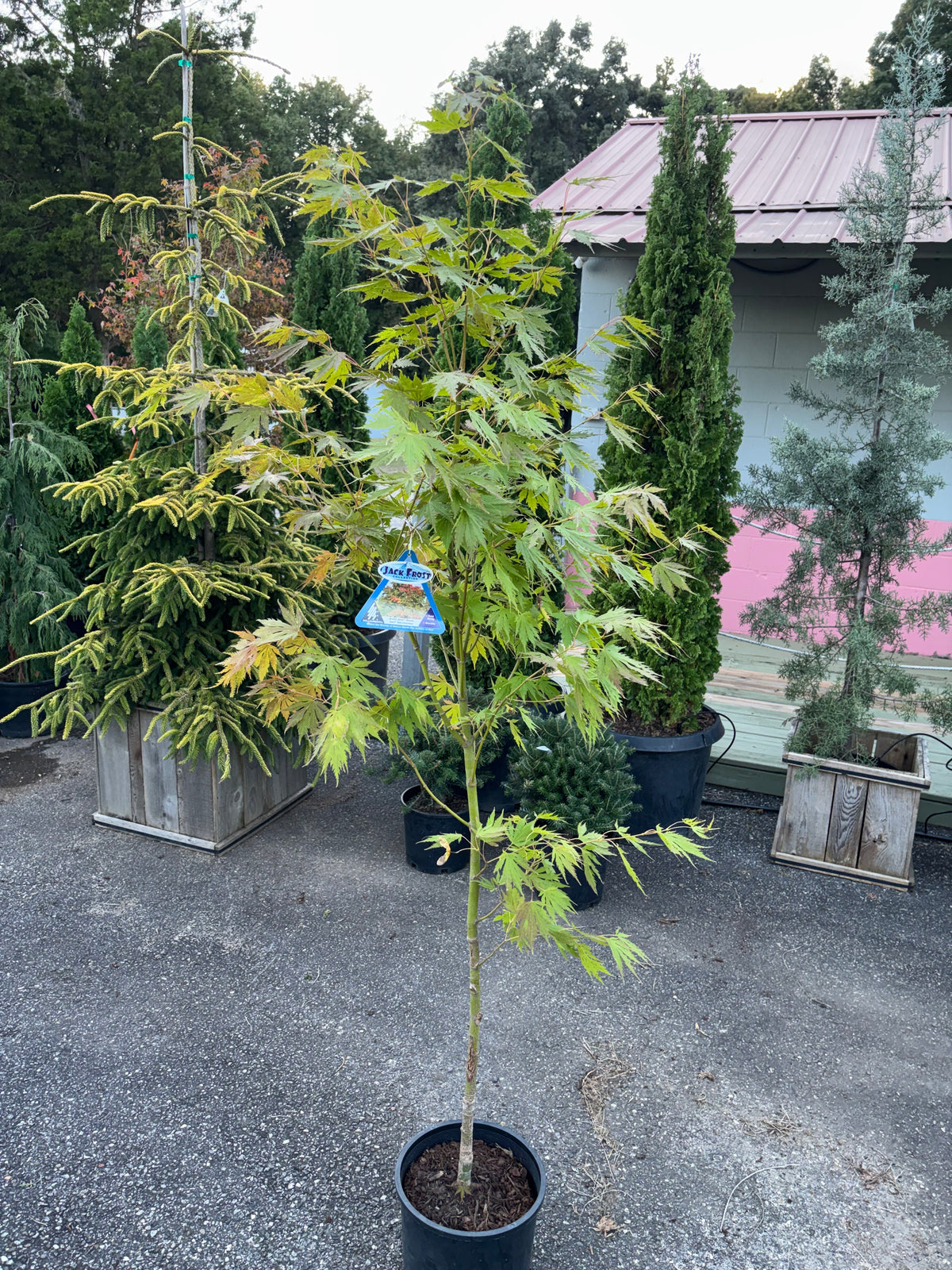 Arctic Jade® Maple – Jack Frost® Collection