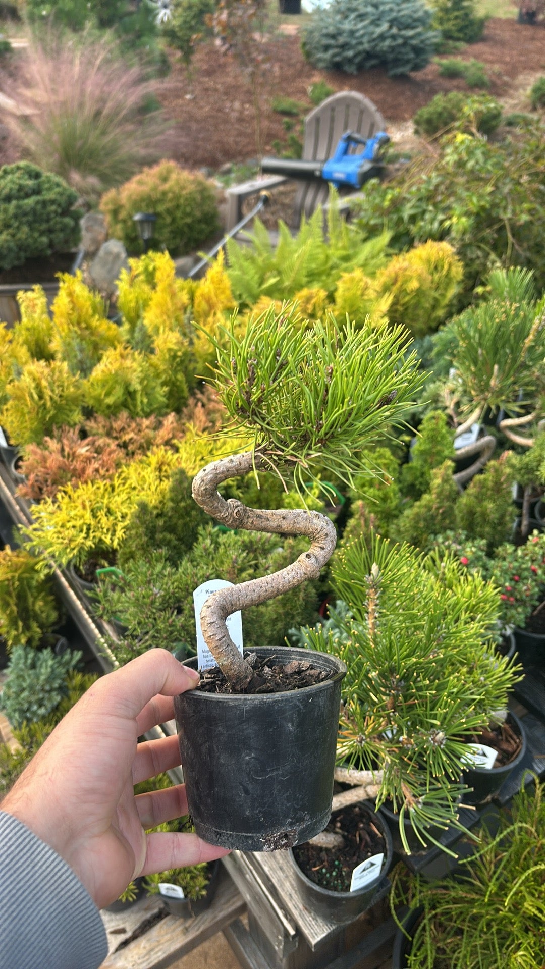 TWISTY mugo pine