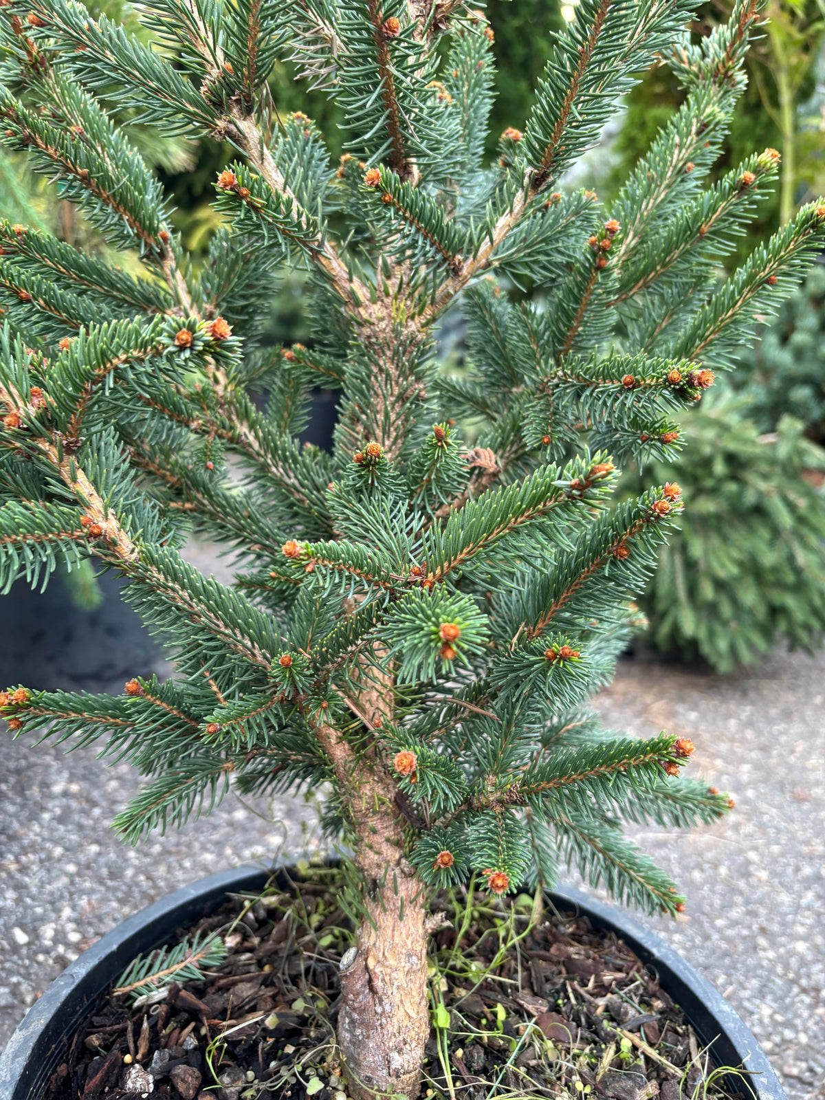 Will’s Zwerg Norway Spruce
