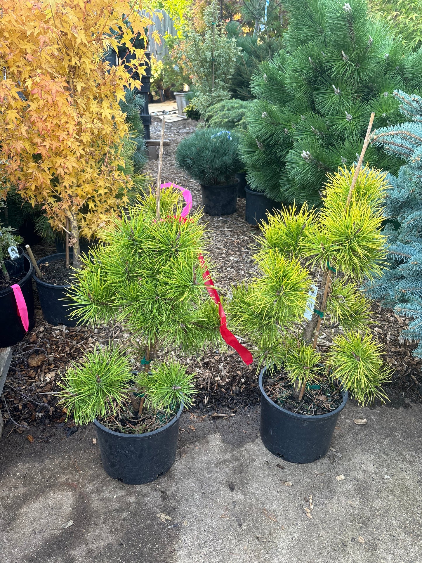 Pinus contorta ‘Chief Joseph’