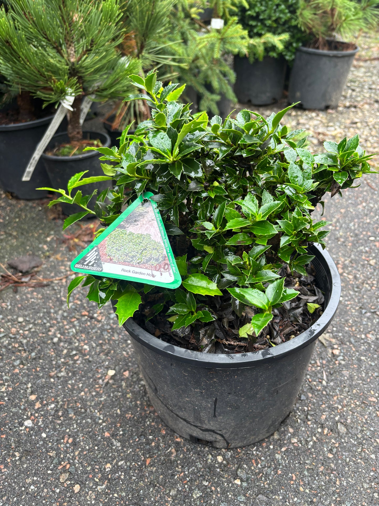 Ilex x ‘Rock Garden’