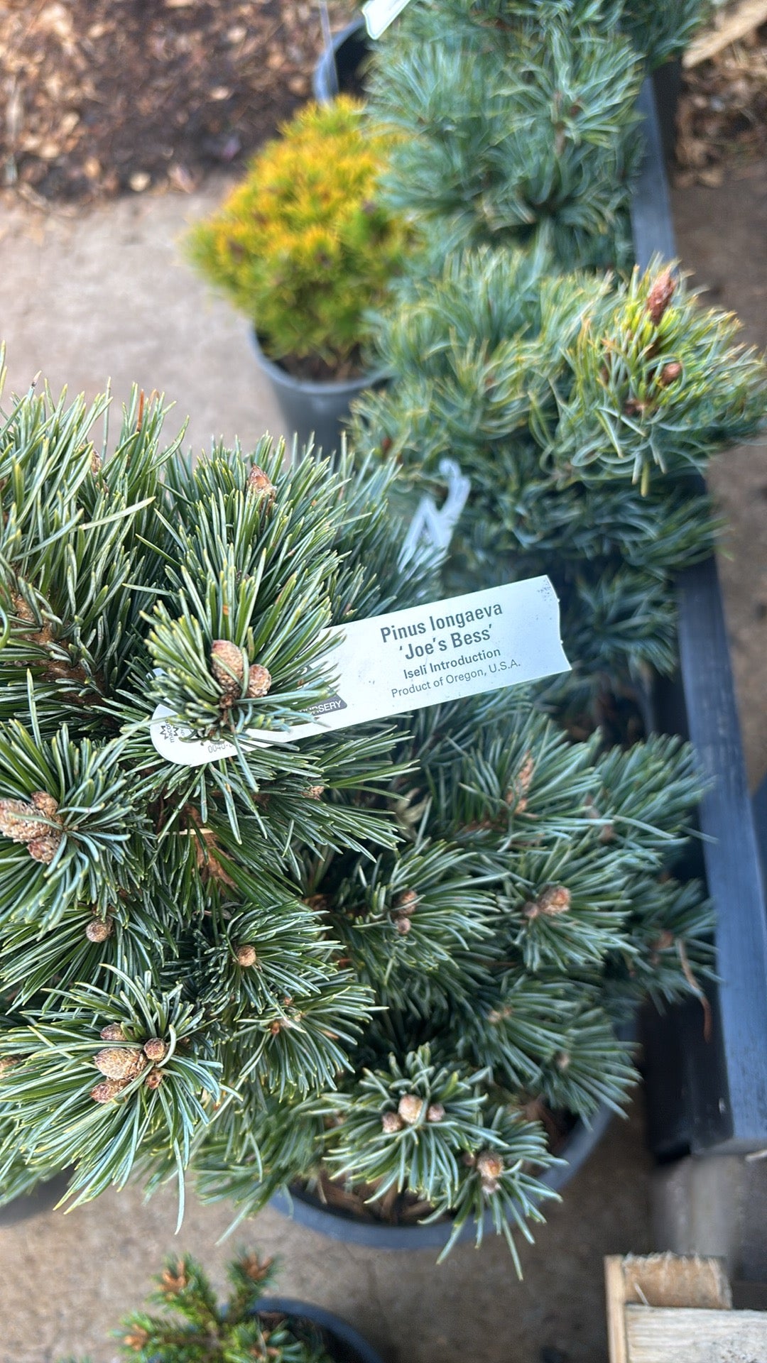 Pinus longaeva ‘Joe’s Bess’