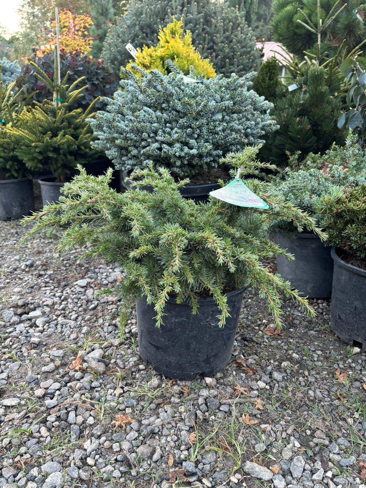Cedrus atlantica ‘Green Wave’