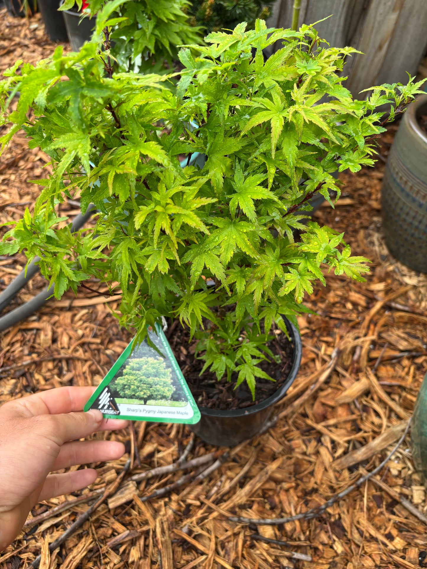Acer palmatum ‘Sharp’s Pygmy’
