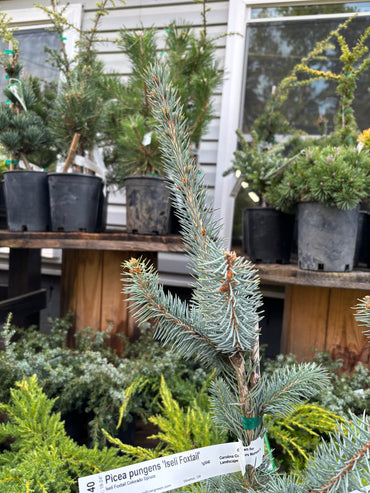Picea pungens ‘Iseli Foxtail’