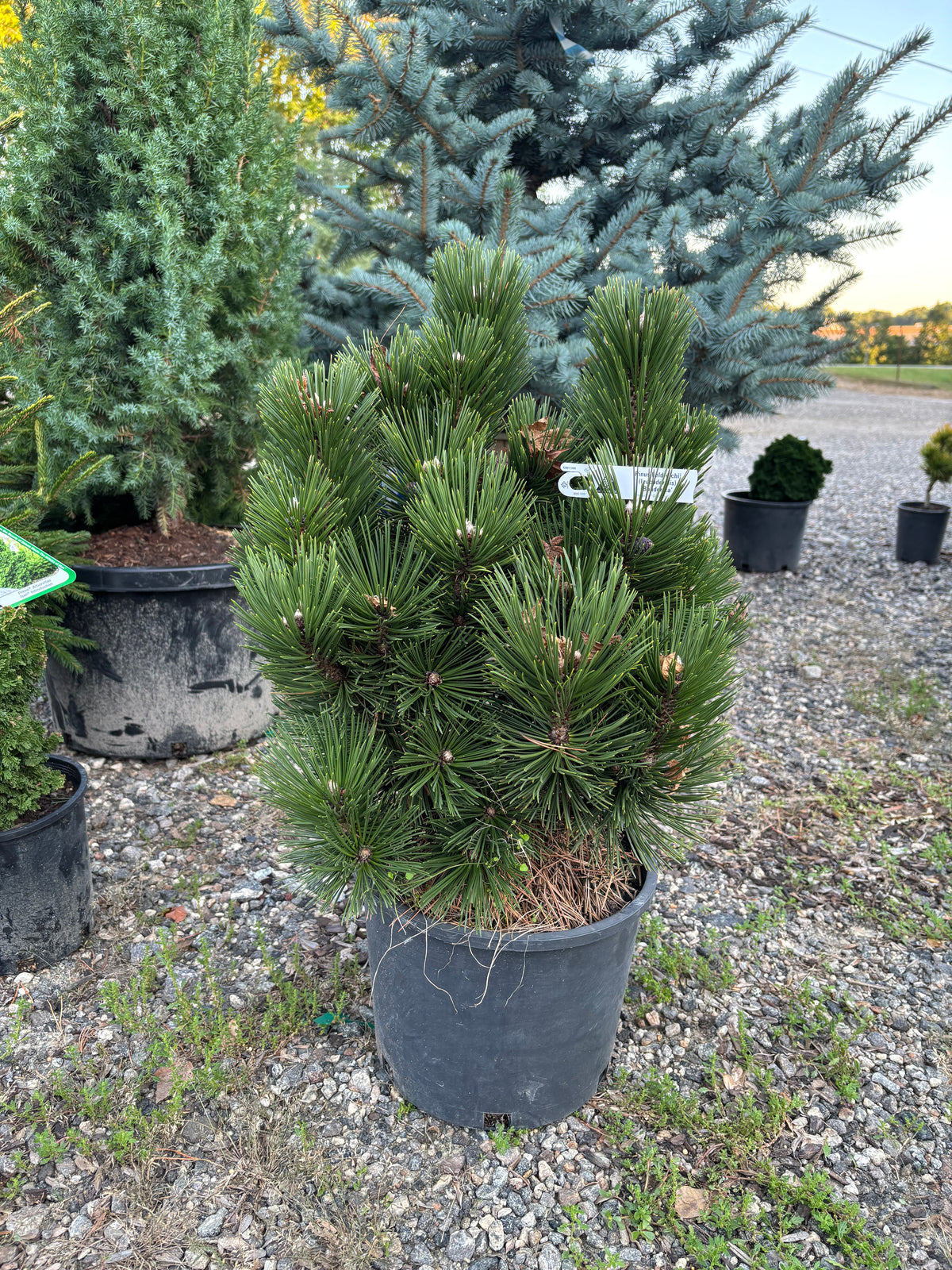 Pinus heldreichii (leucodermis) ‘Banderica