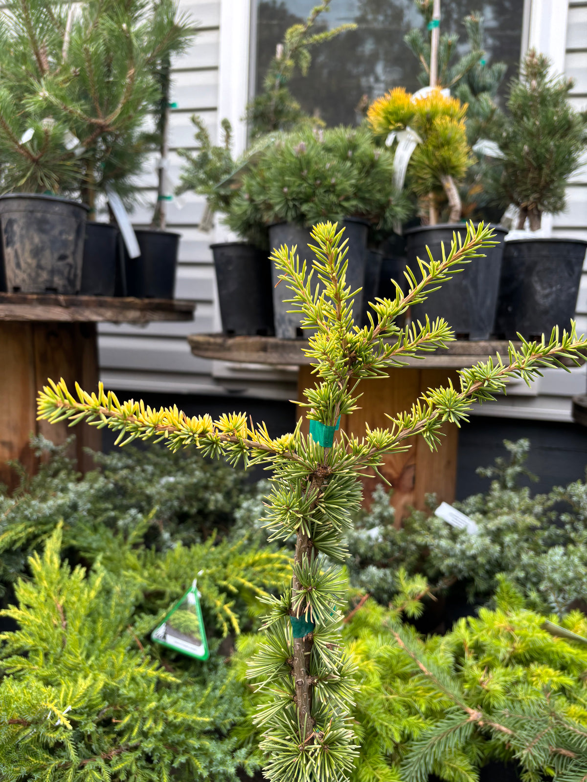 Cedrus atlantica ‘Aurea’