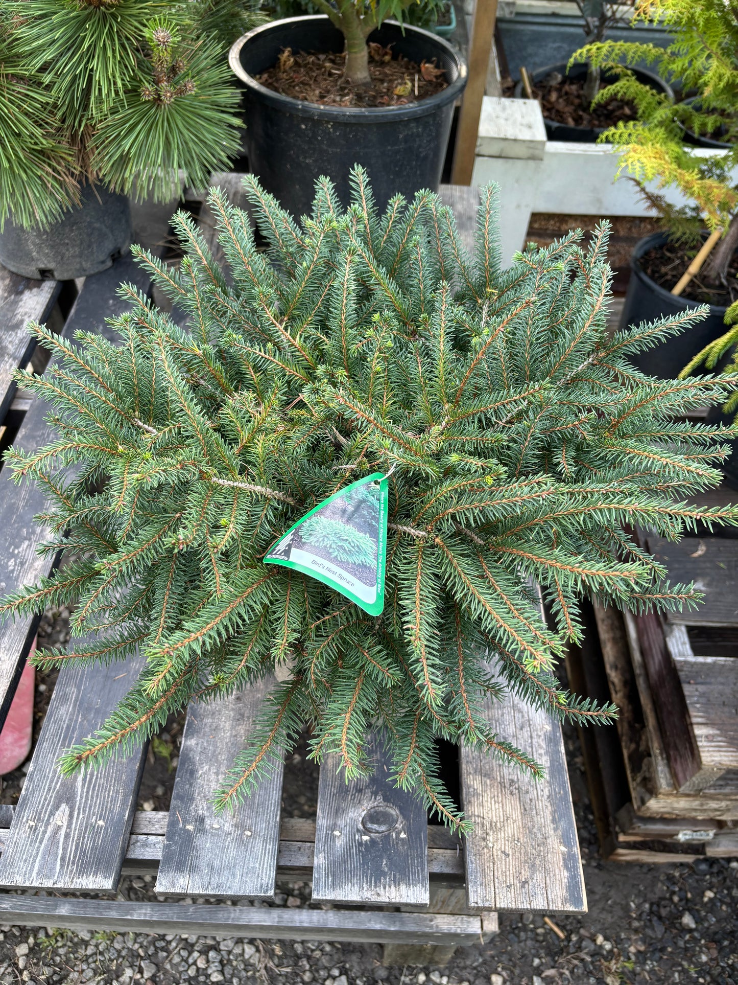 Bird’s Nest Spruce (Picea abies ‘Nidiformis’)
