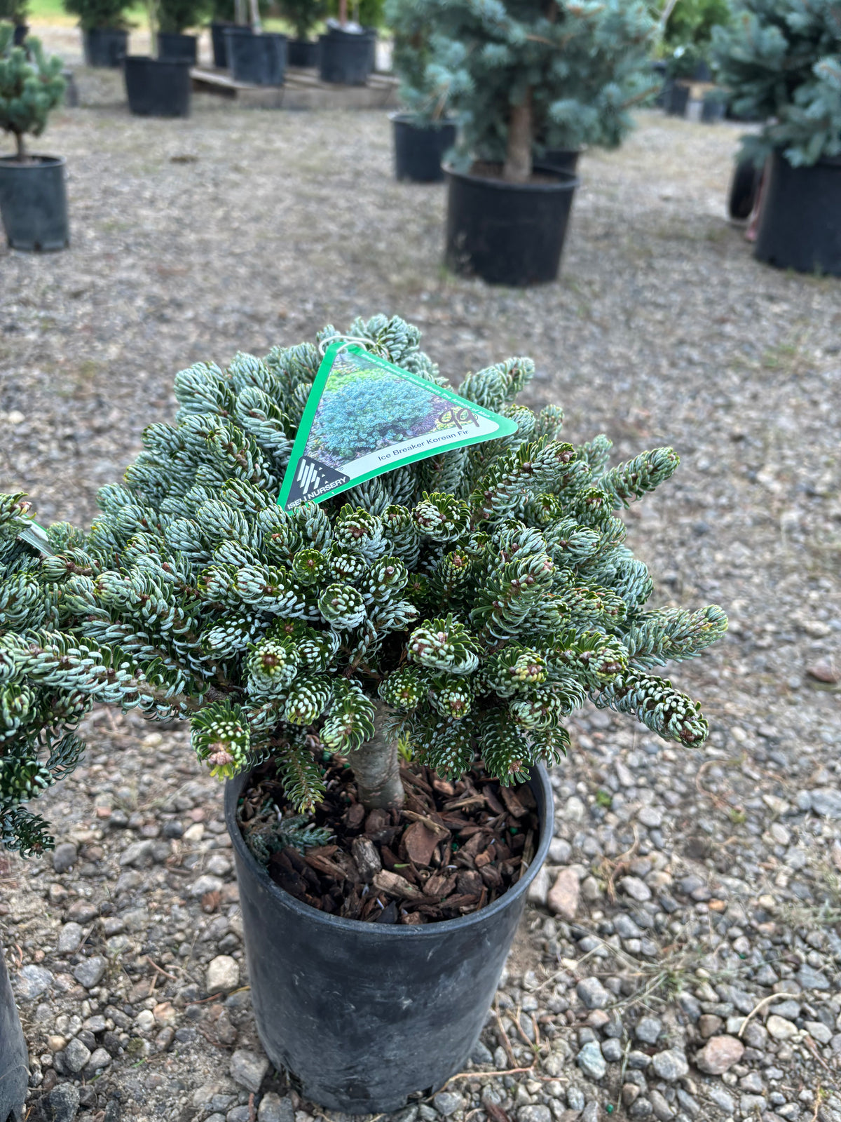 Abies koreana ‘Kohout’s Ice Breaker’