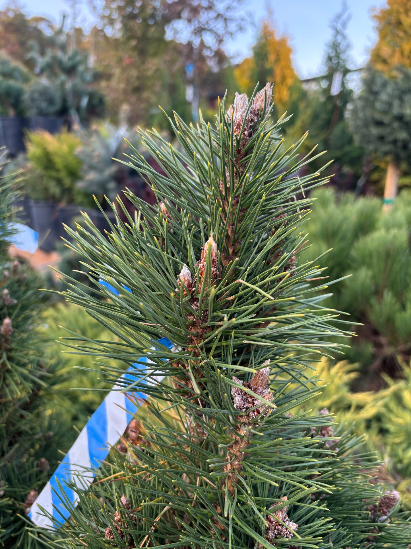 Pinus nigra ‘Komet’