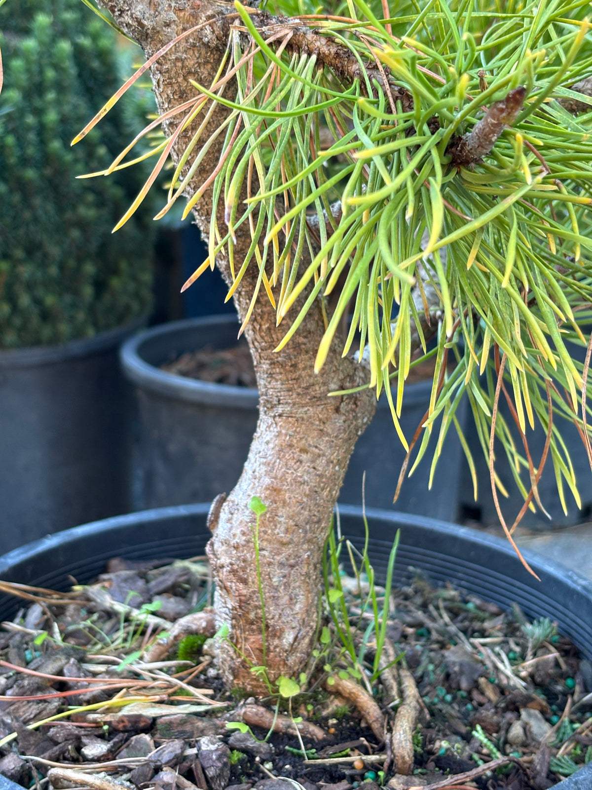 Pinus contorta var. latifolia 'Chief Joseph'