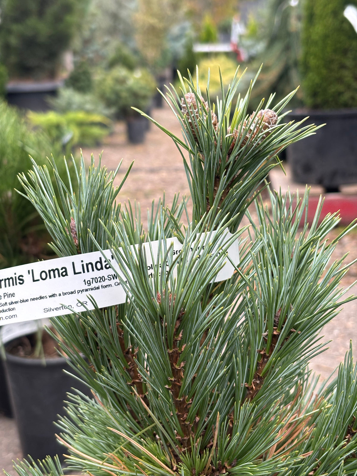 Pinus strobiformis ‘Loma Linda’