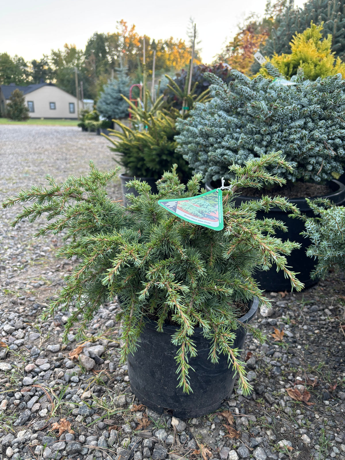 Cedrus atlantica ‘Green Wave’