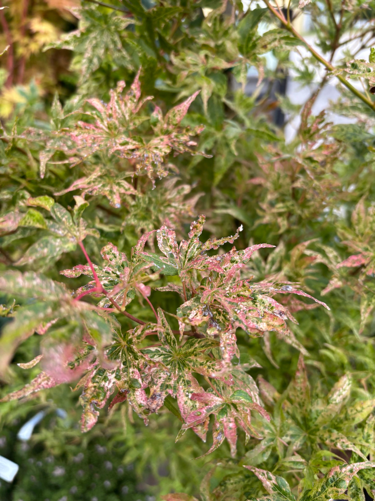 Acer Palmatum 'Ukigumo'