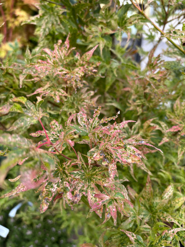 Acer Palmatum 'Ukigumo'