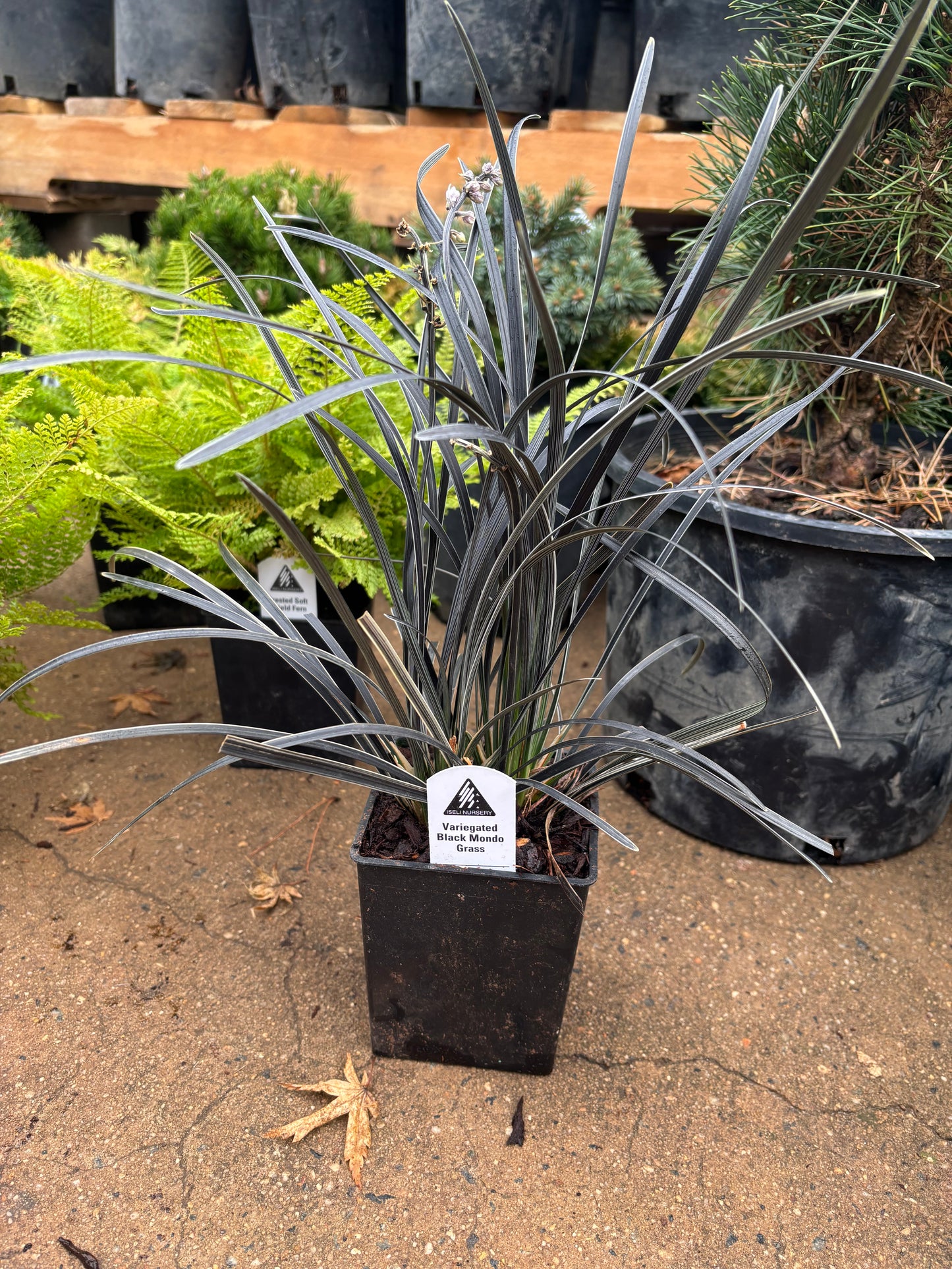 ‘Edge of night’ Black & White Variegated Mondo grass