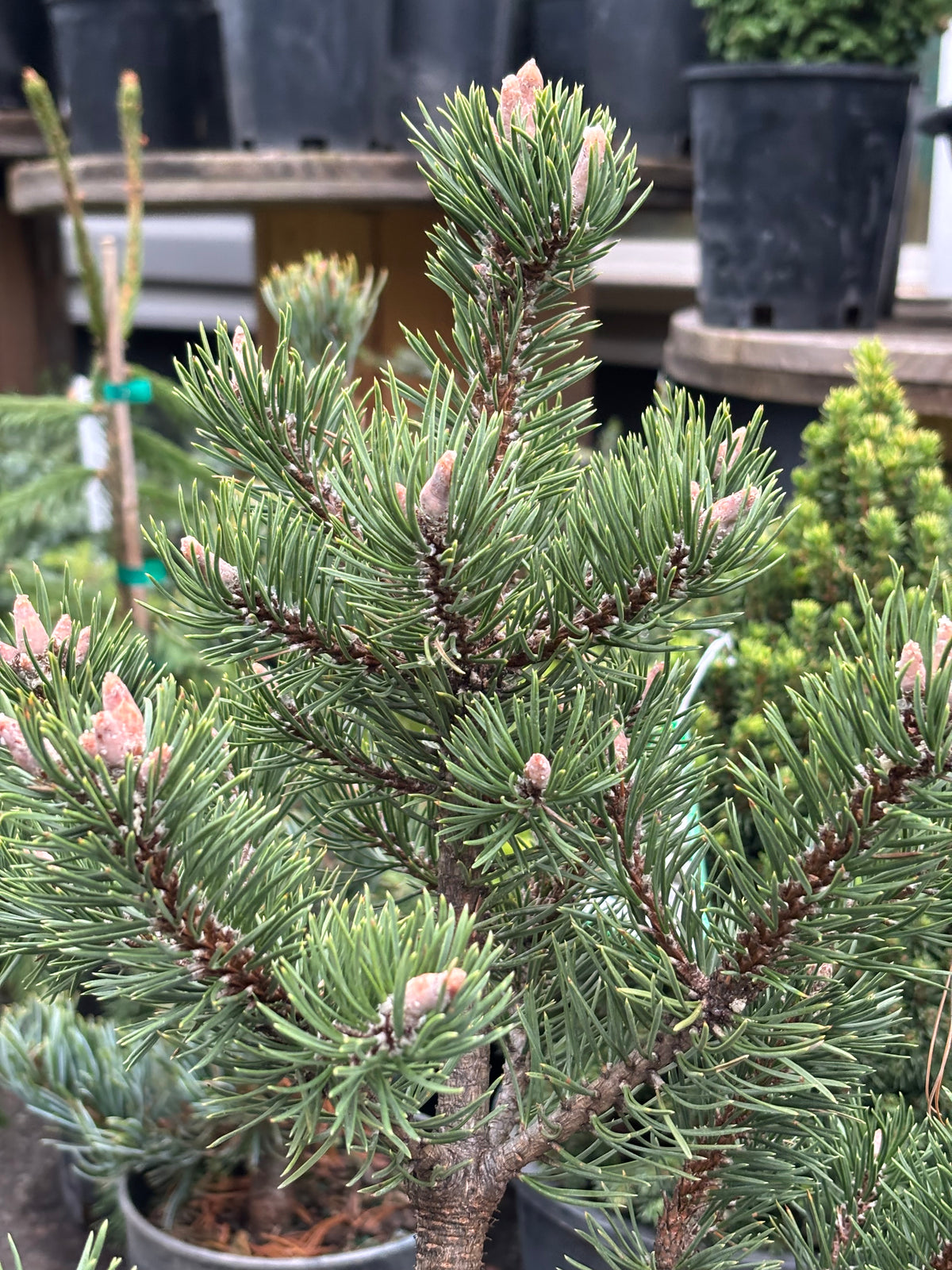 Pinus uncinata ‘Silver Candles’