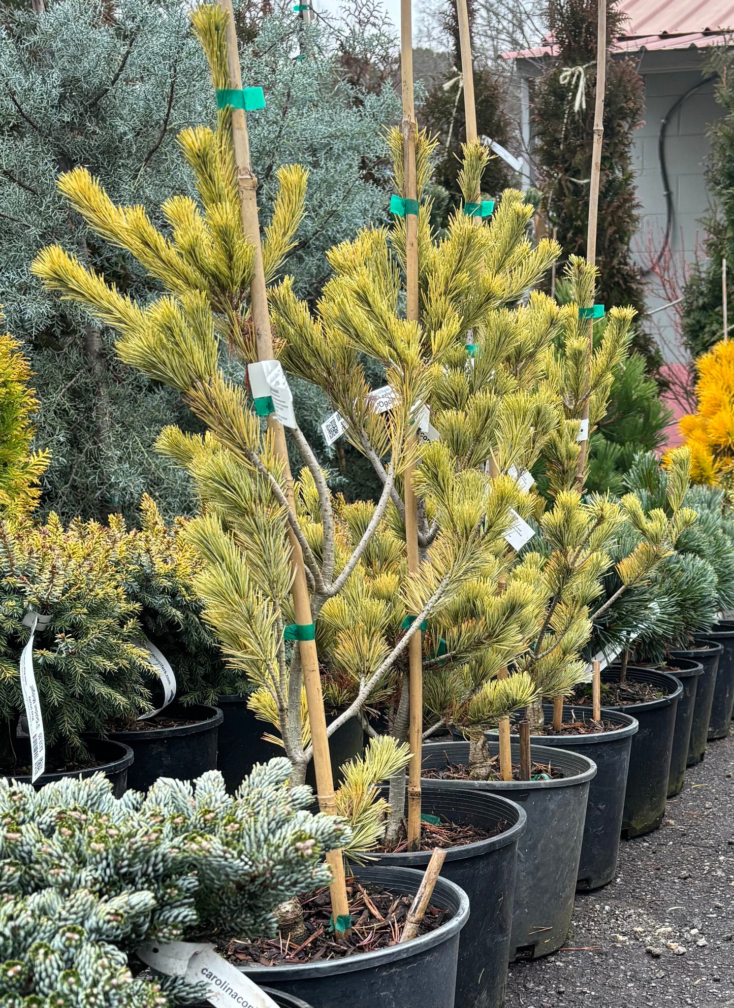 Pinus parviflora 'Ogon'