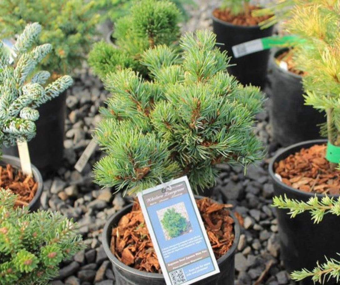 Pinus parviflora 'Hagoromo'