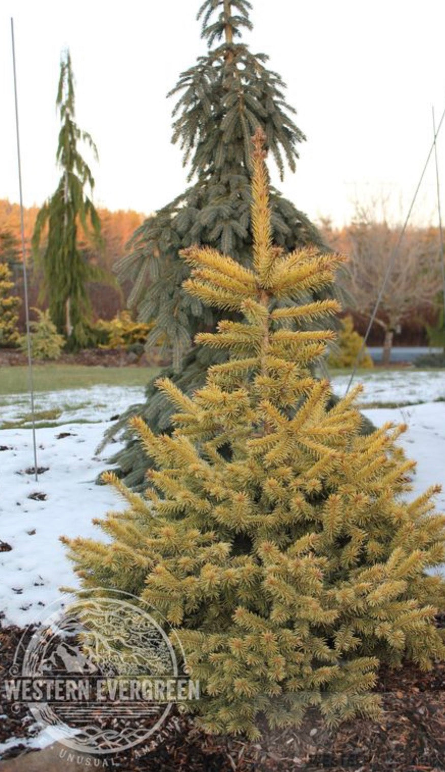 Picea pungens ‘Cascade Campfire’