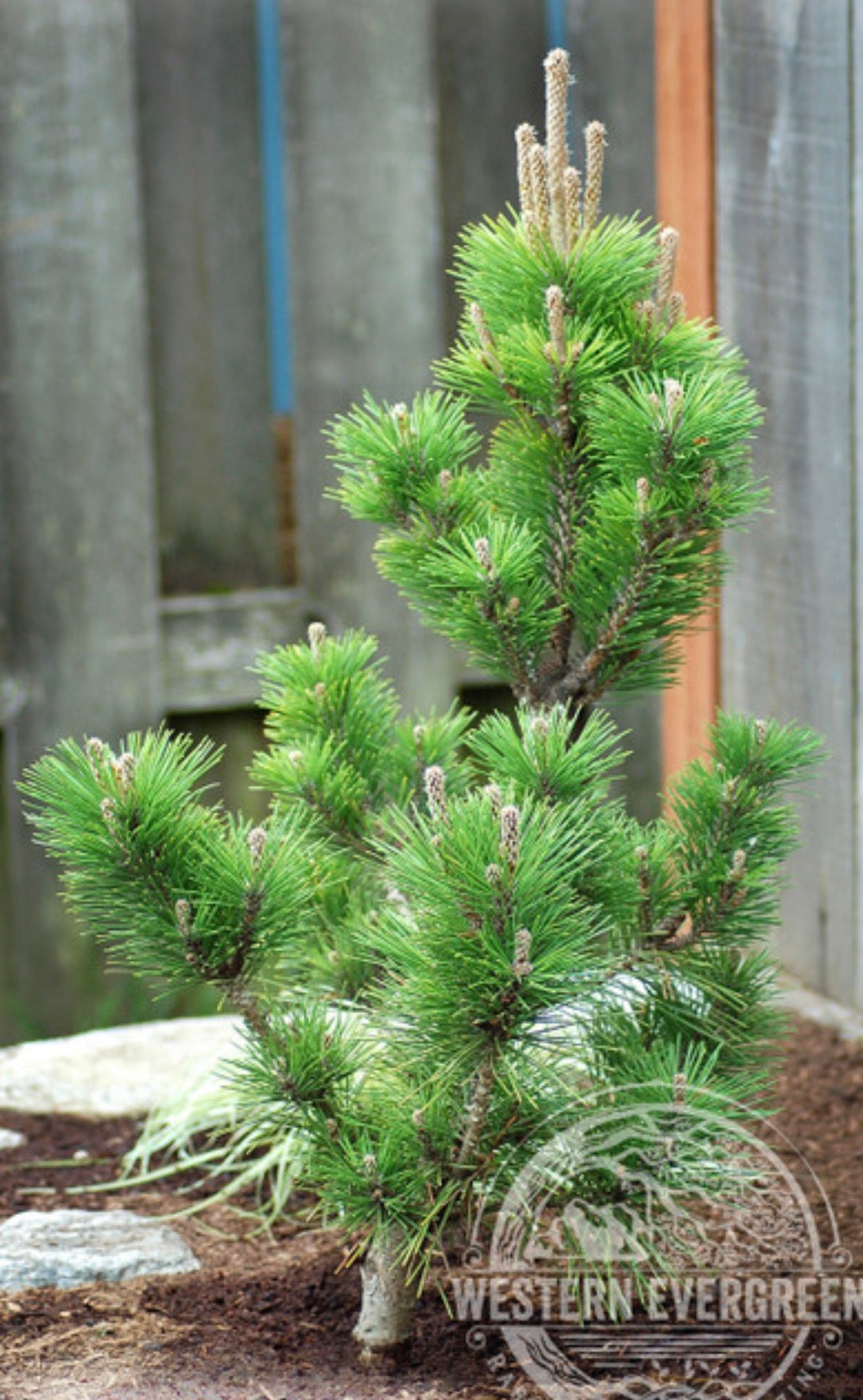 Pinus thunbergii 'Banshosho'