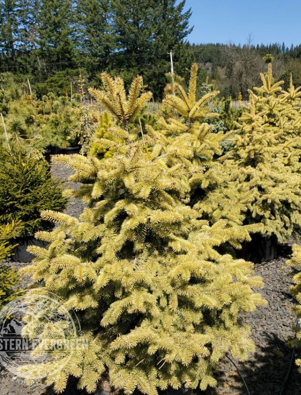 Picea pungens ‘Cascade Campfire’
