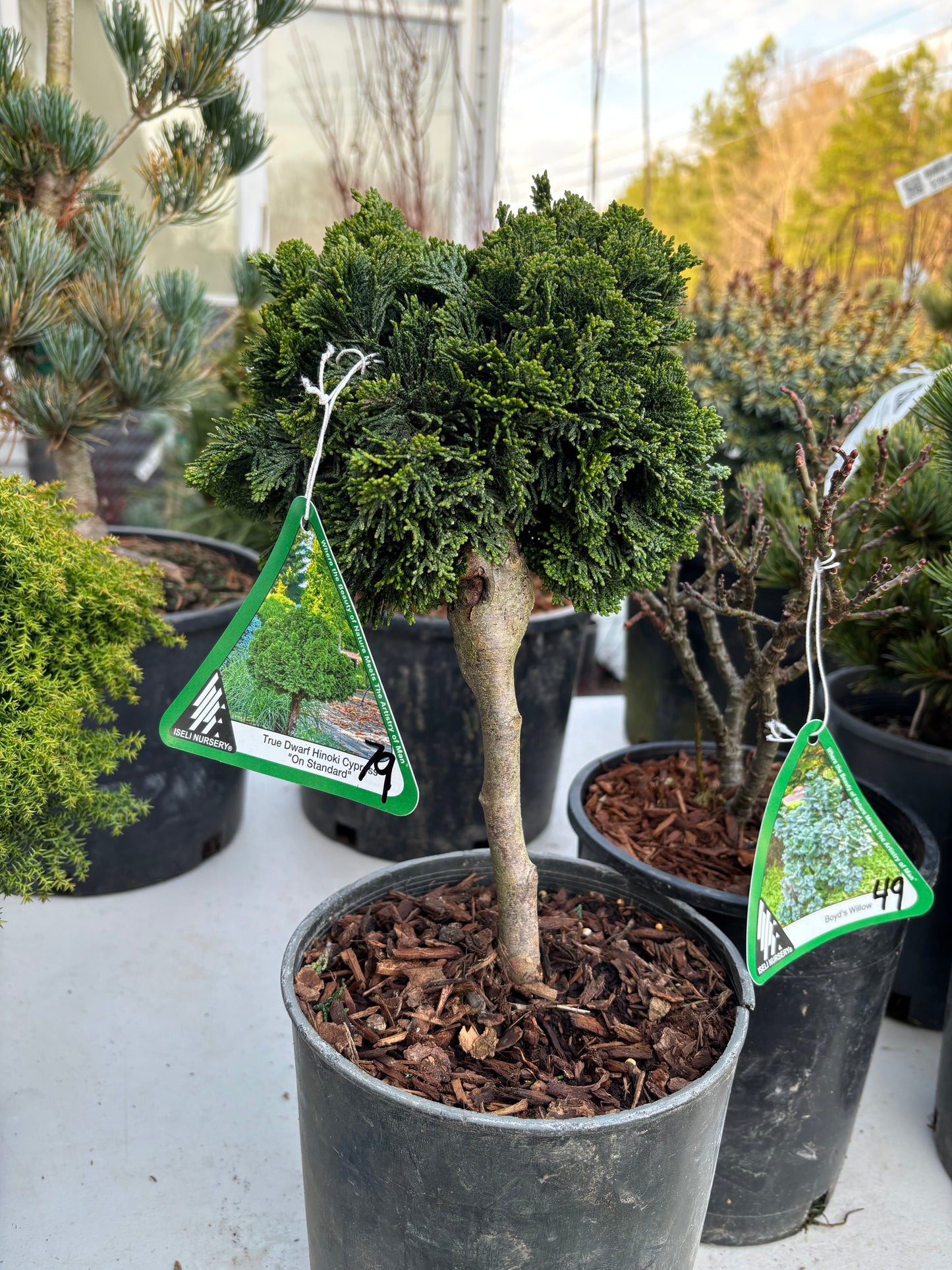 Chamaecyparis obtusa ‘Nana’