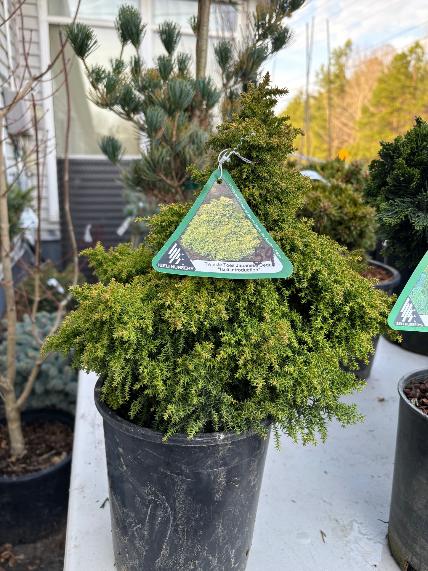 Cryptomeria japonica ‘Twinkle Toes’