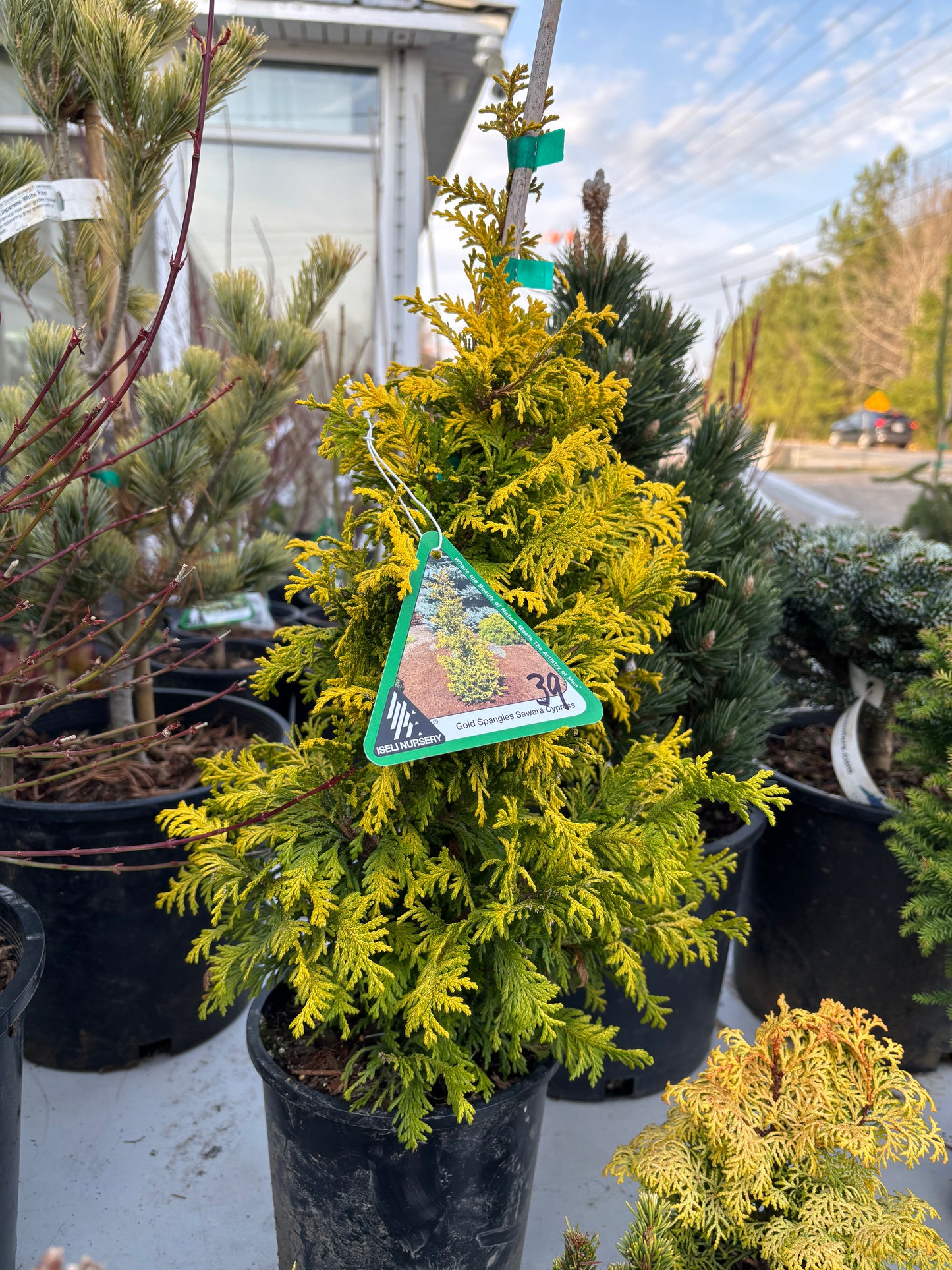 Chamaecyparis pisifera ‘Gold Spangles’