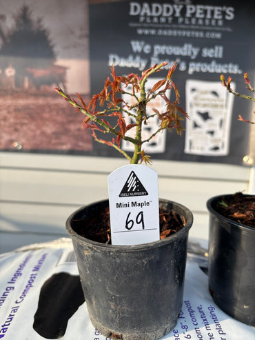 Acer palmatum Mini Maple™
