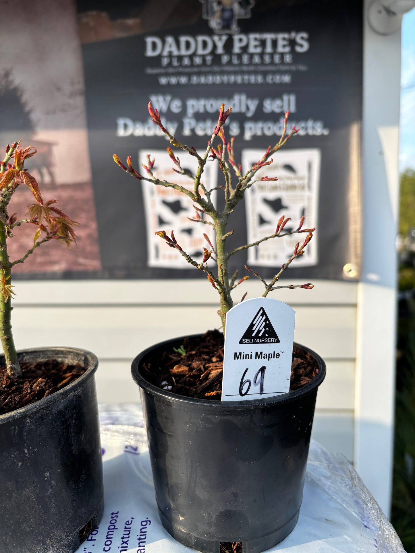 Acer palmatum Mini Maple™