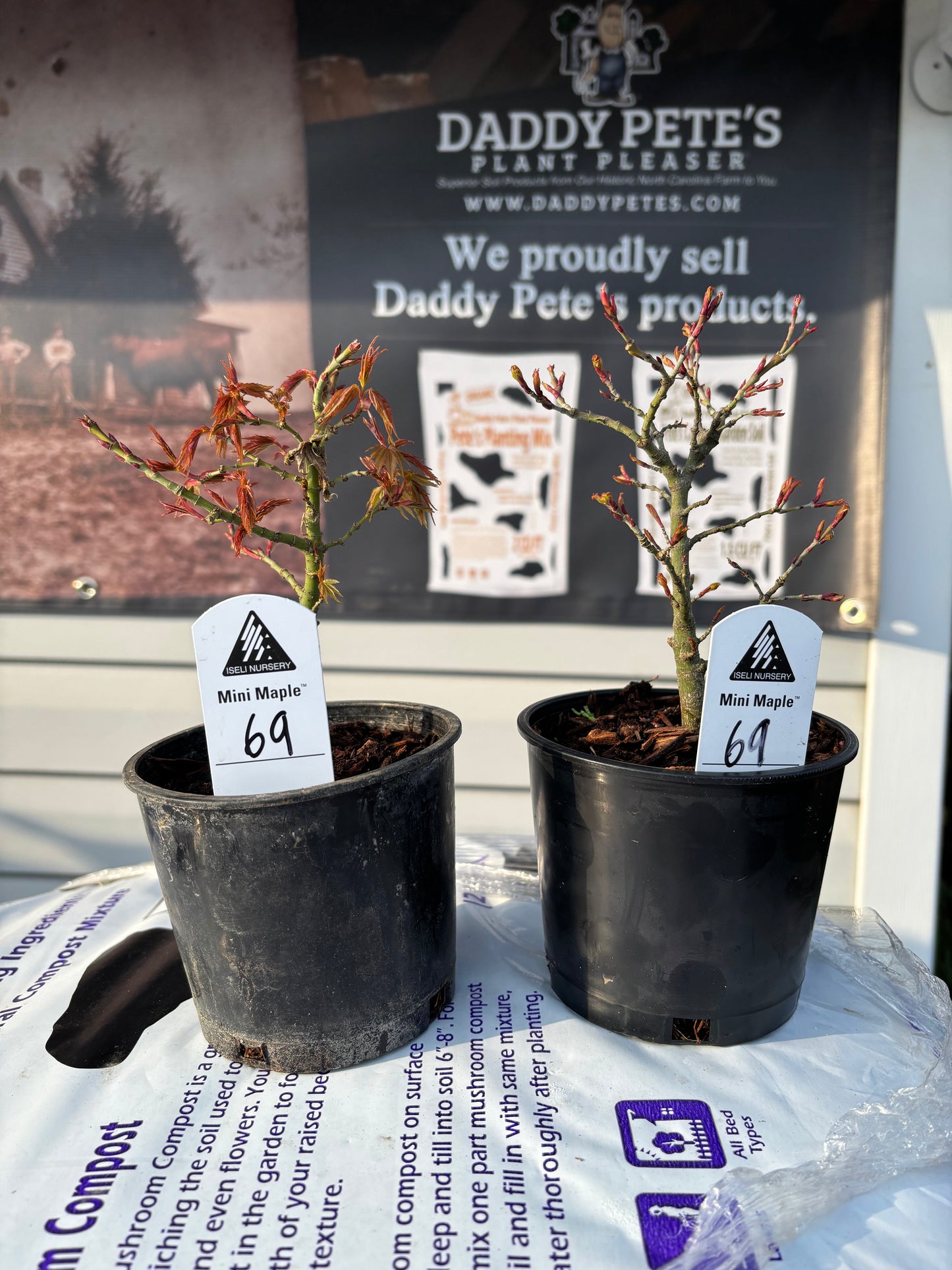 Acer palmatum Mini Maple™