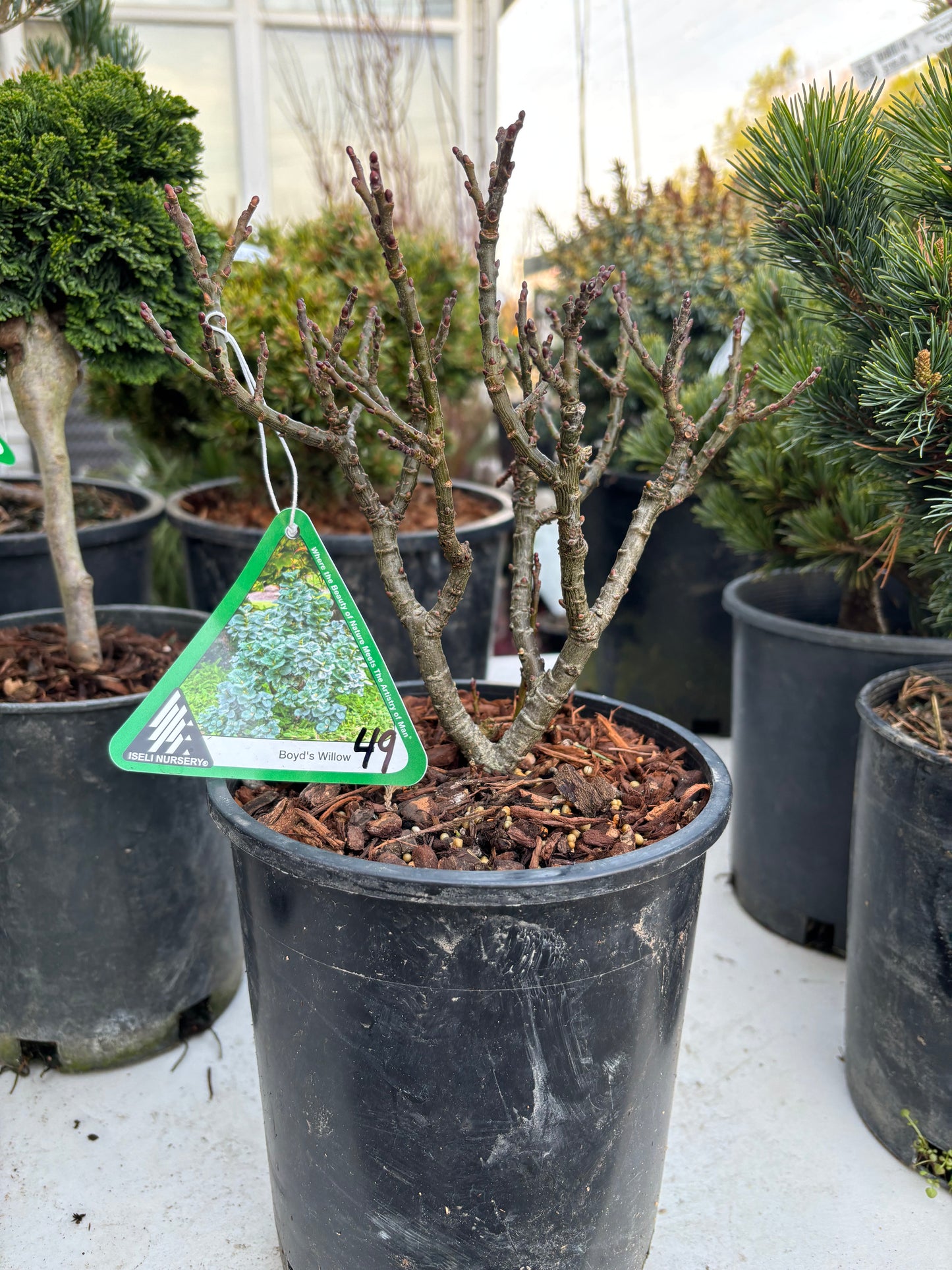 Boyd’s Willow (Salix boydii)