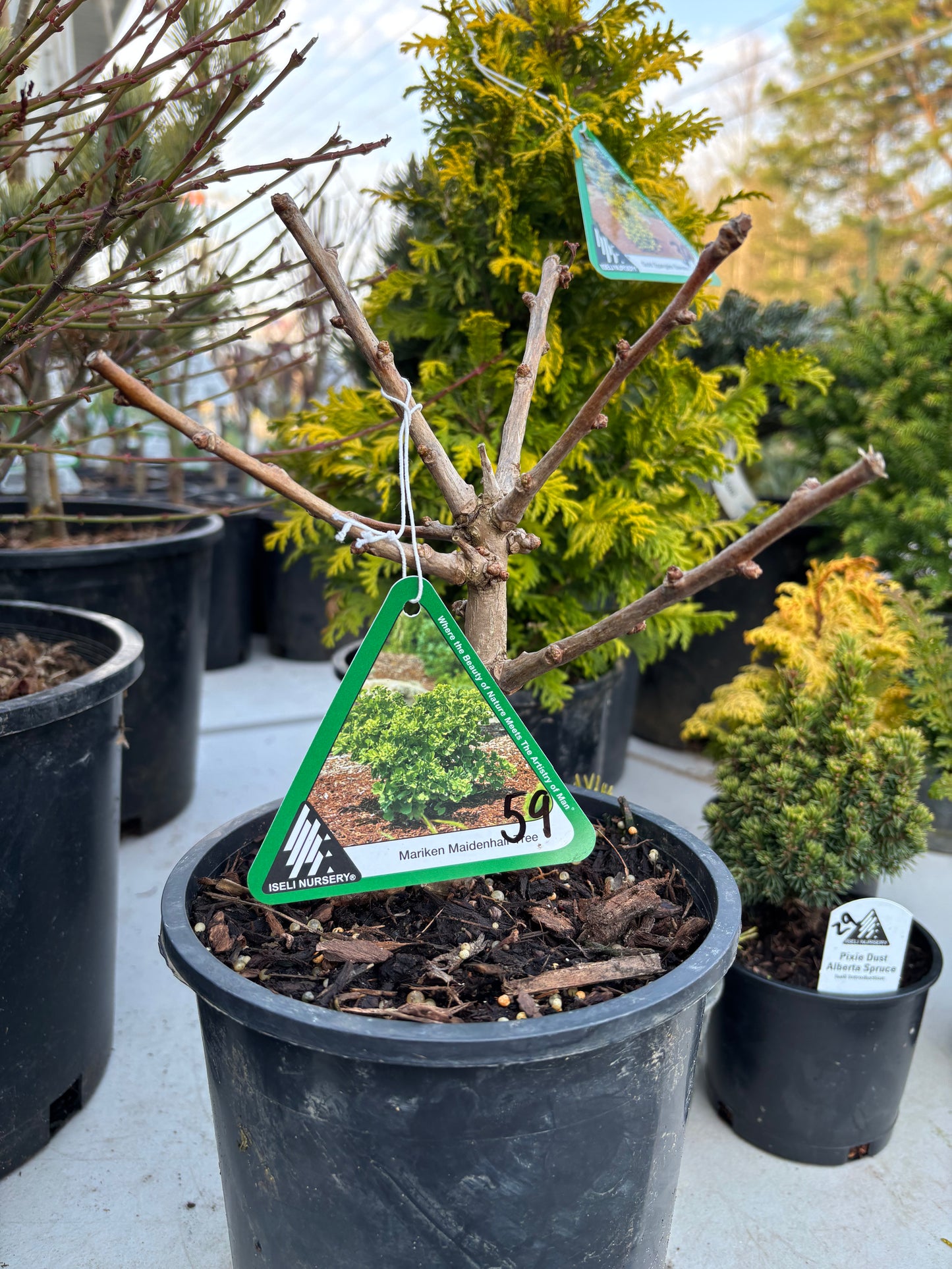 Gingko biloba ‘Mariken’