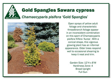 Chamaecyparis pisifera ‘Gold Spangles’