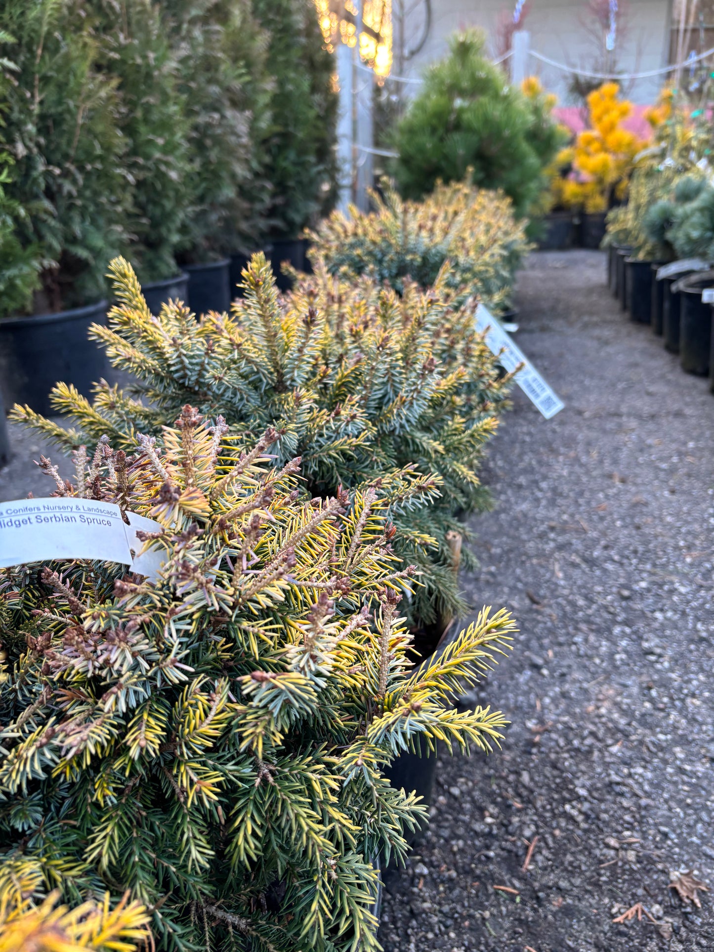 Picea omorika 'Golden Midget'