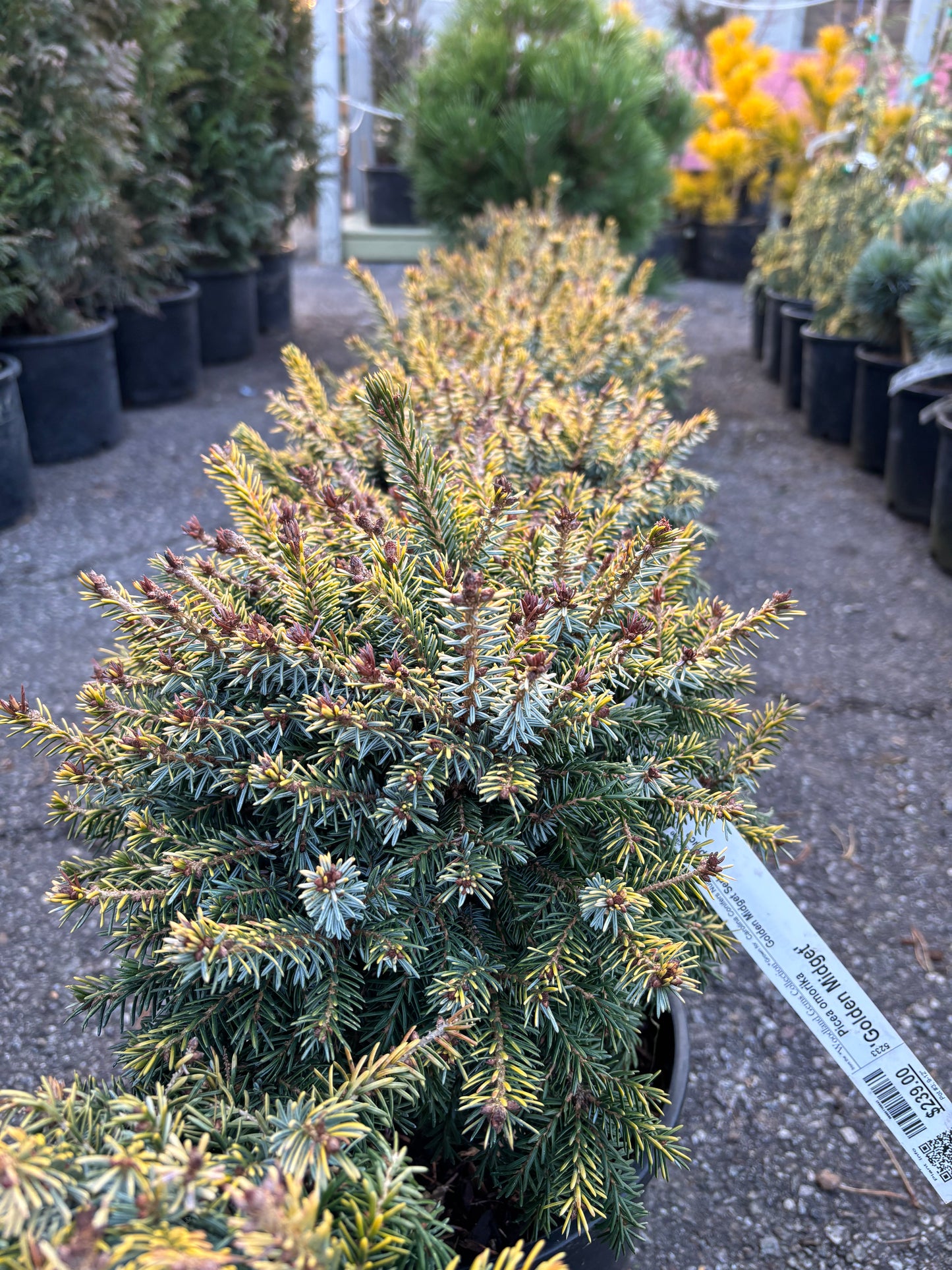 Picea omorika 'Golden Midget'