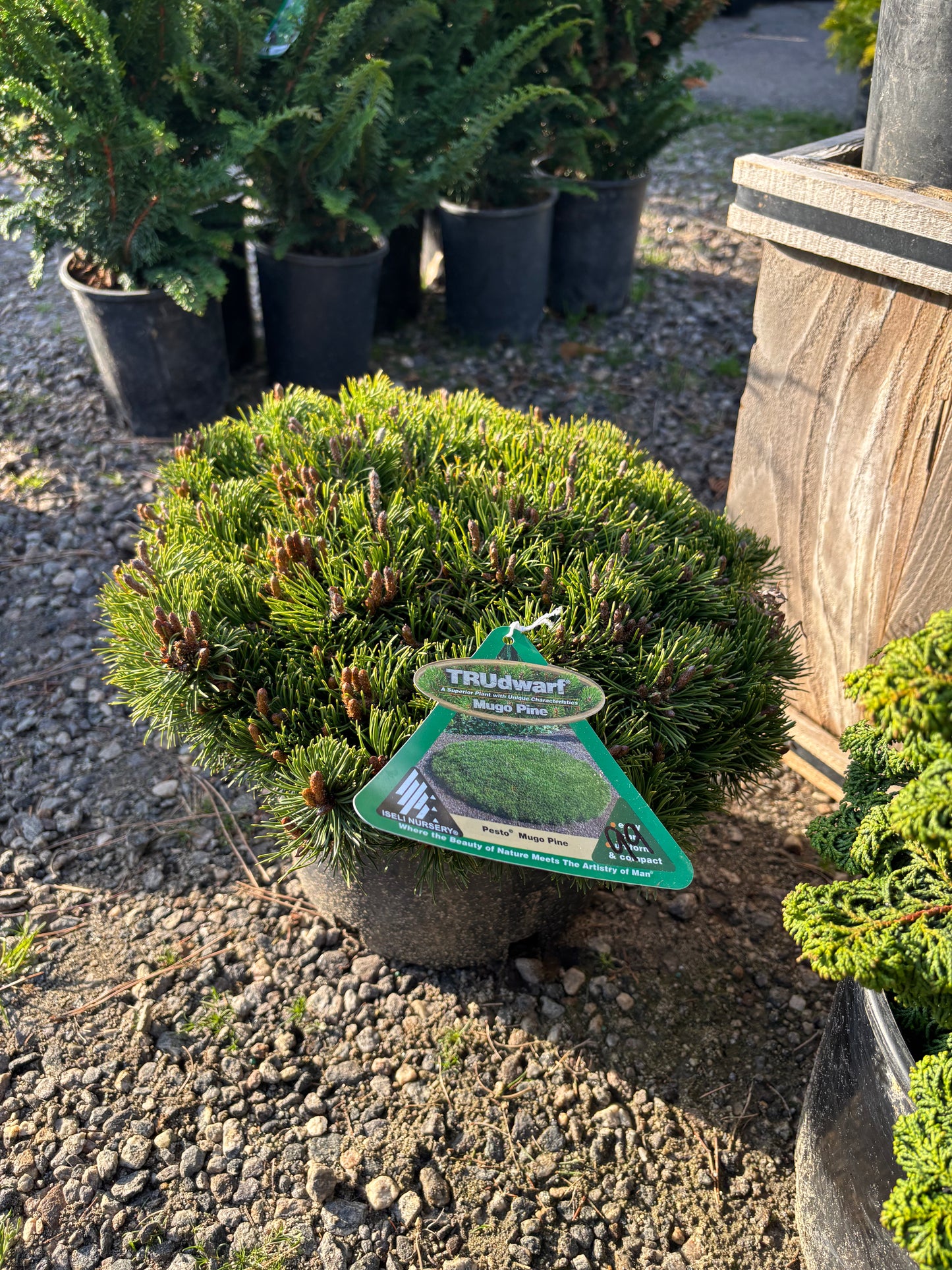 Pinus mugo Pesto®