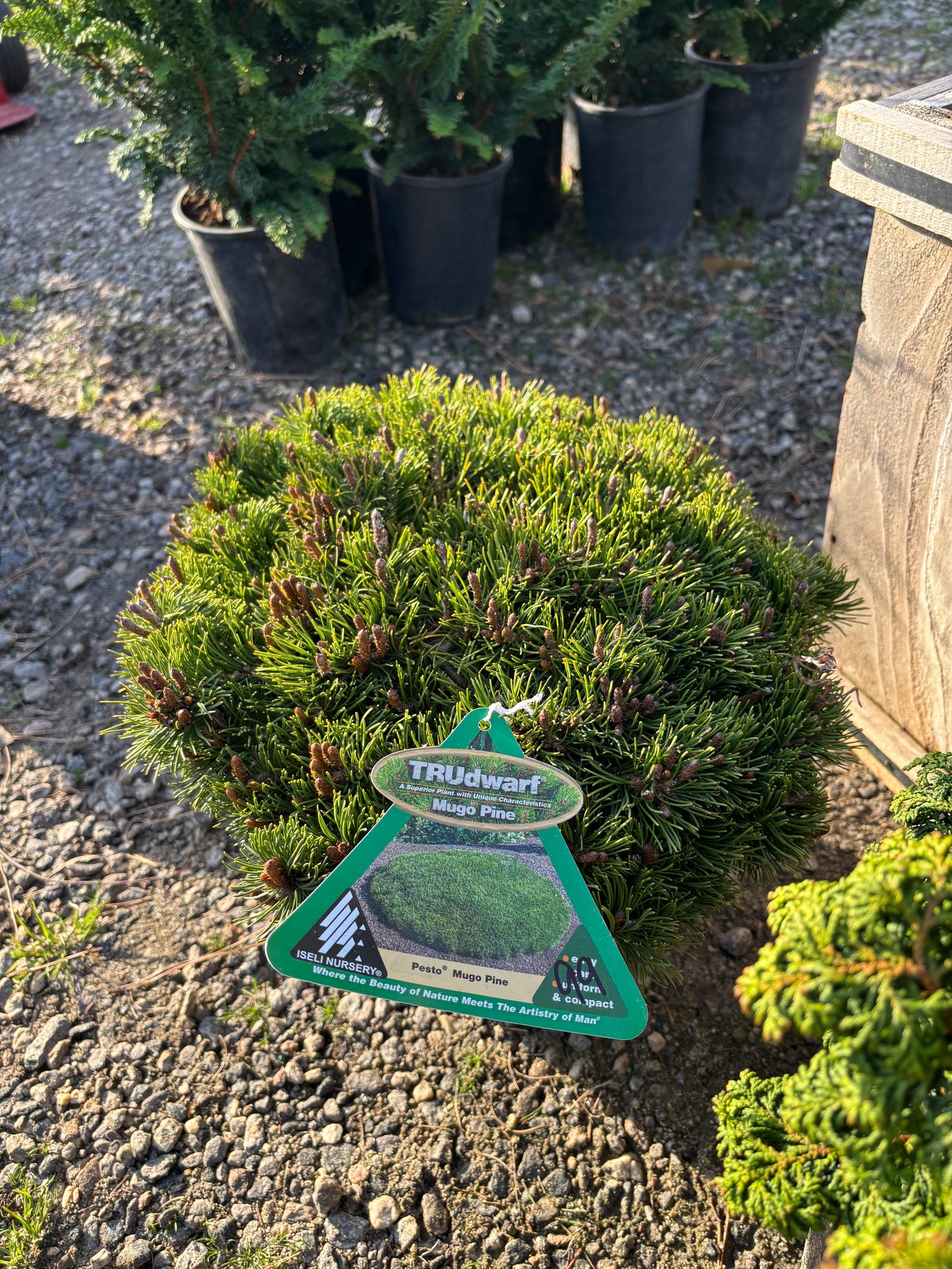 Pinus mugo Pesto®