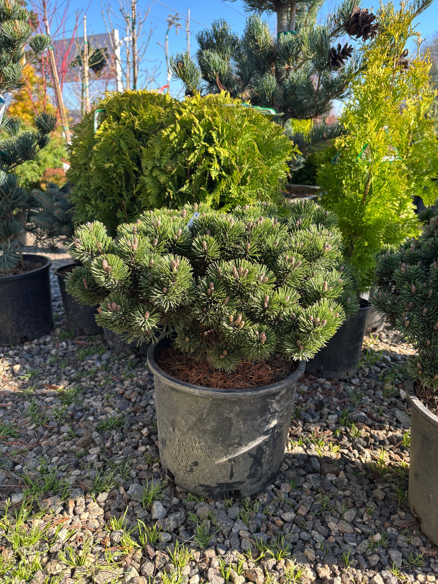 Pinus mugo ‘Sherwood Compact’