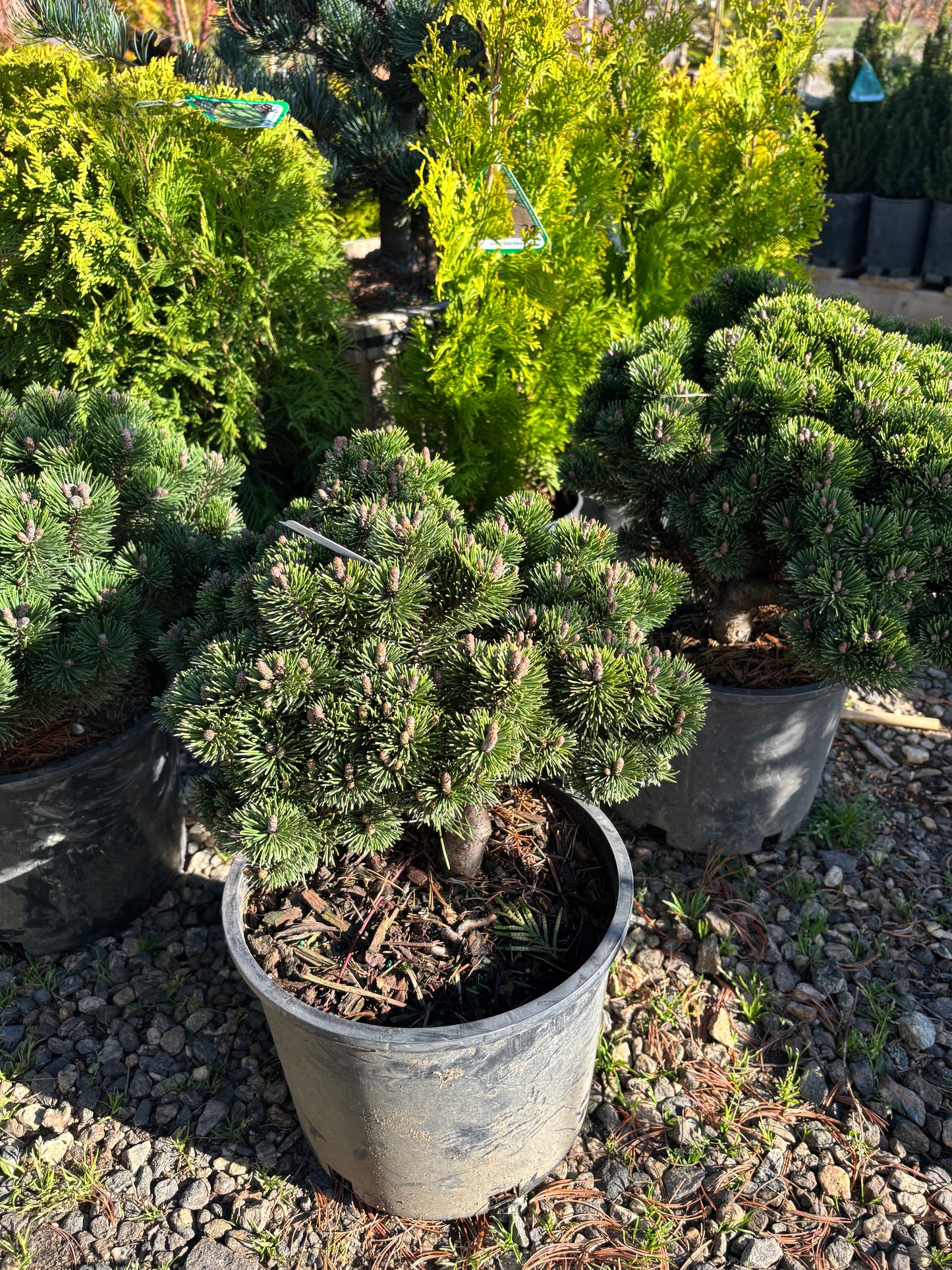 Pinus mugo ‘Sherwood Compact’