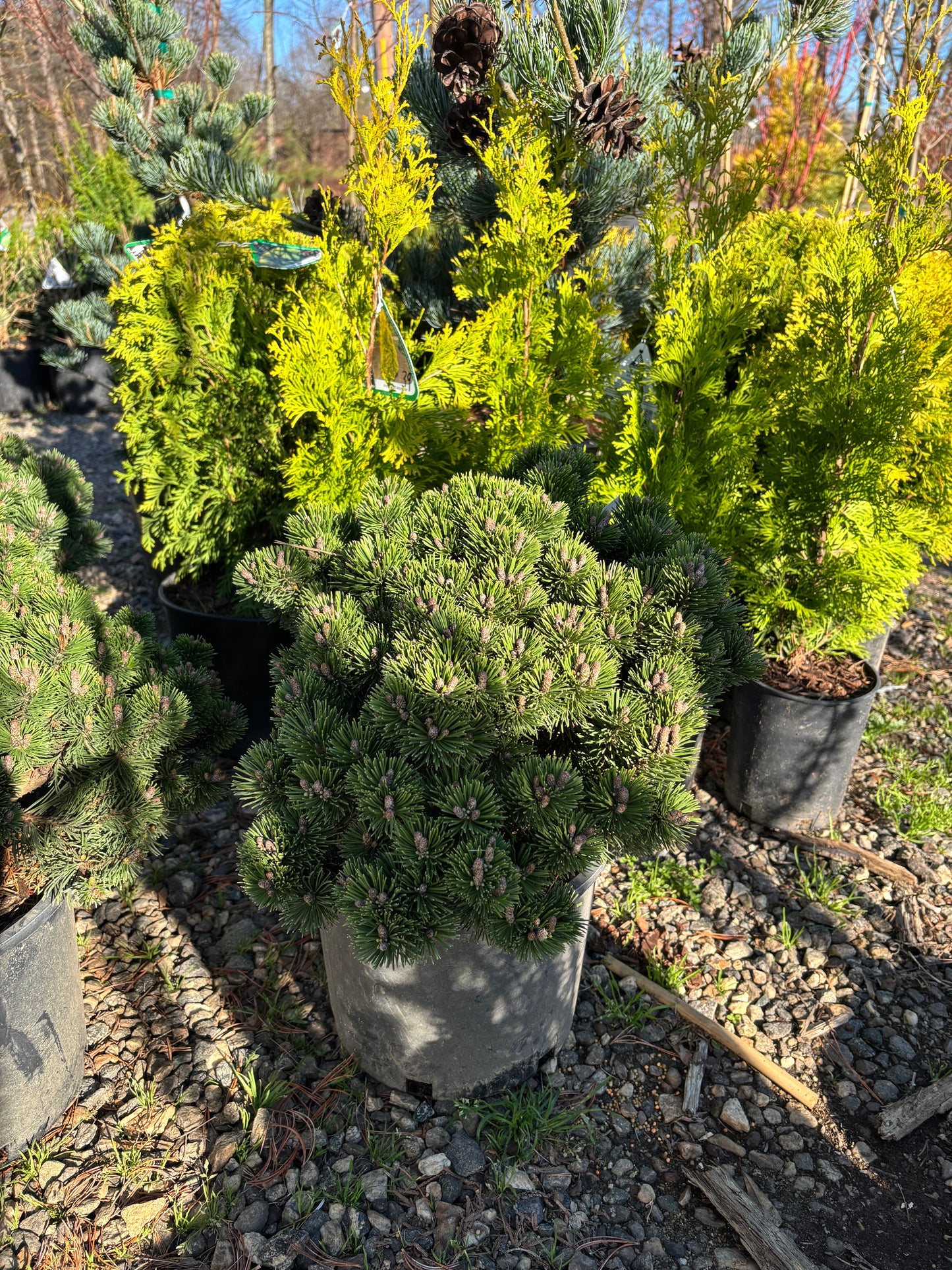 Pinus mugo ‘Sherwood Compact’