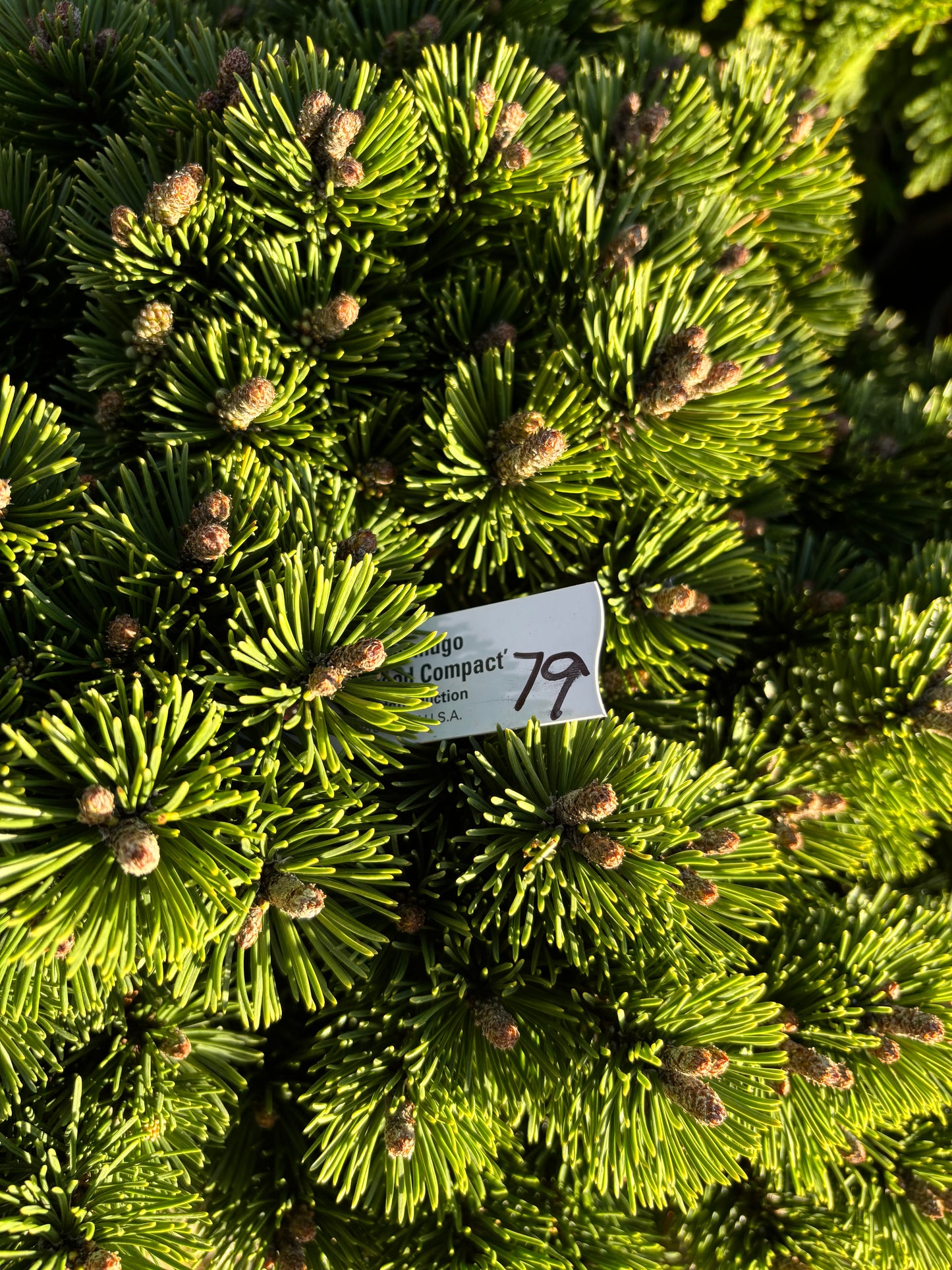 Pinus mugo ‘Sherwood Compact’