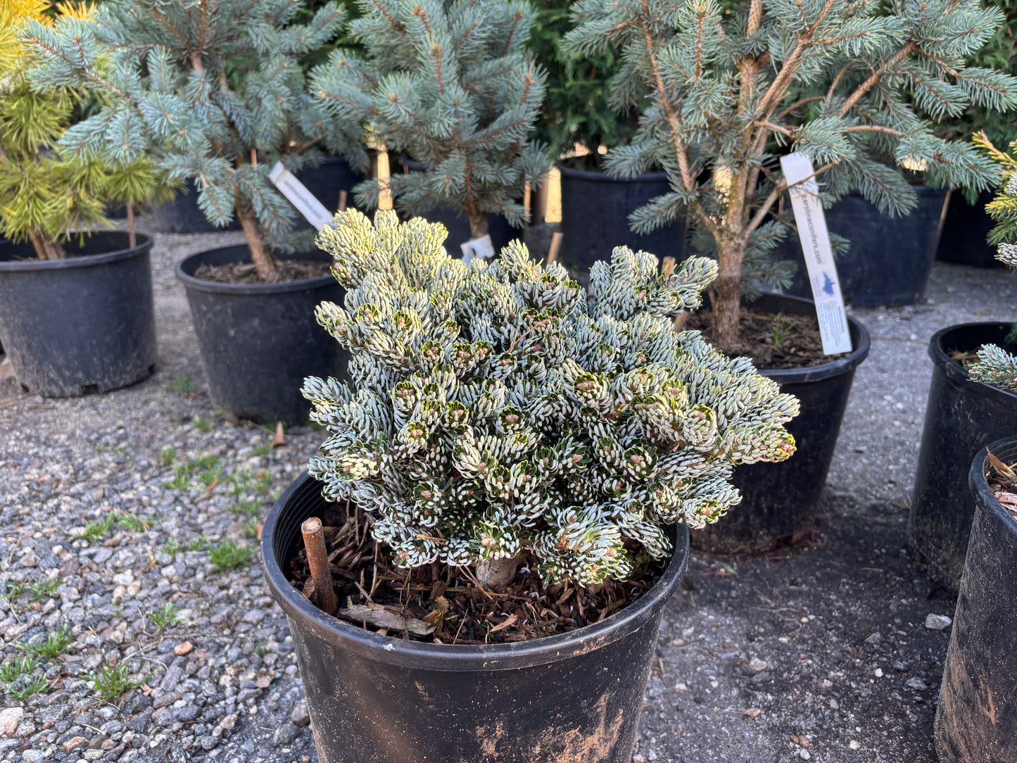 Abies koreana ‘Kohout’s Ice Breaker’ on Firma